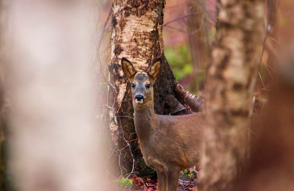 ree tussen de bomen.jpg