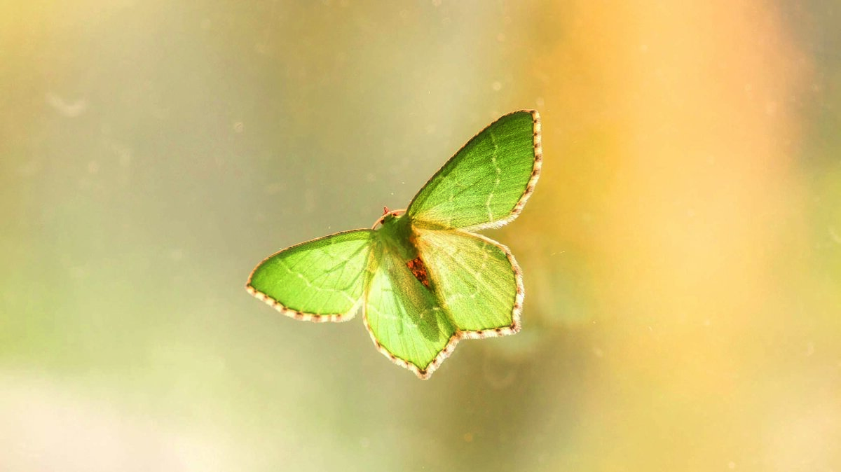 kleine zomervlinder