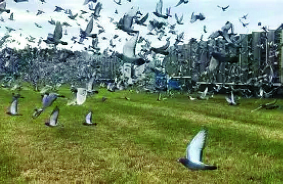 lossing duivenOIP.jpg