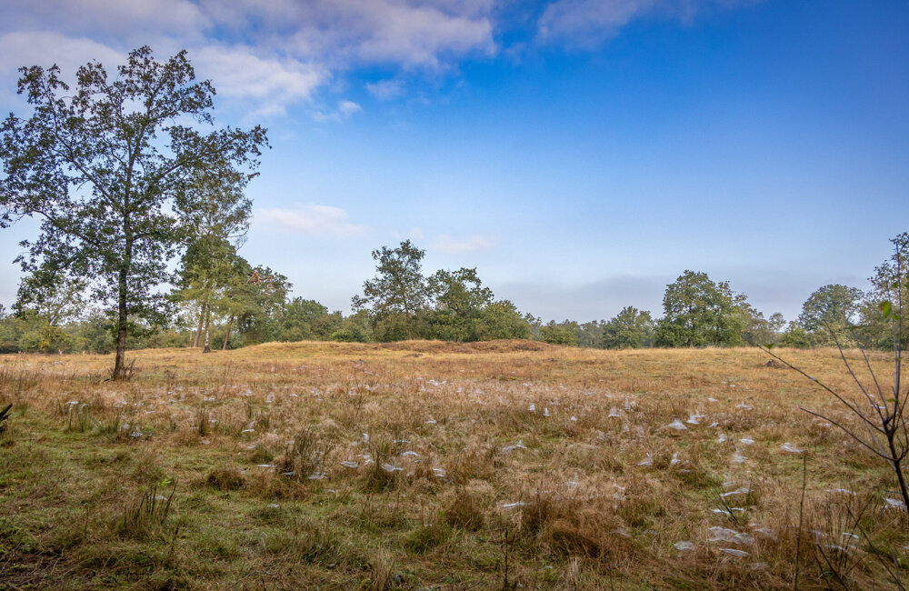 Dauwtrapwandeling - Dal van de Mosbeek Gonny Sleurink.jpg