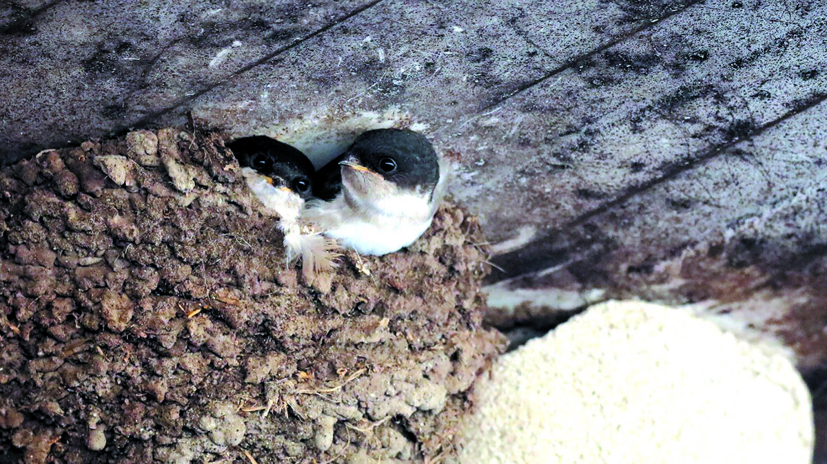 Afbeelding2 huiszwaluwjongen in natuurlijk nest, gedeeltelijk gemetseld aan een kunstnest