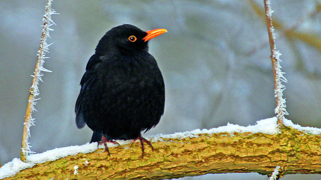 Merel in Tubbergen en Dinkelland op plek 5  foto Wim Wijering.jpg
