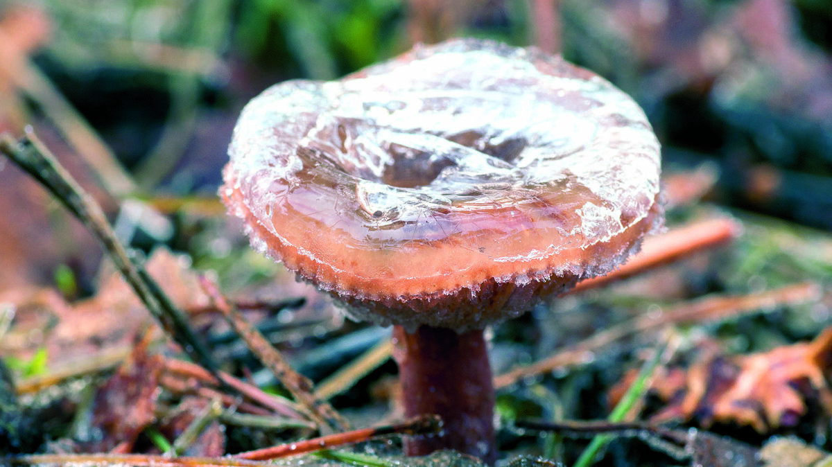 paddenstoel met ijshoed.jpg