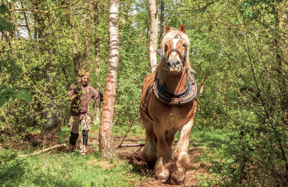 Schermafbeelding 2025-10-15 om 10.56.34.png