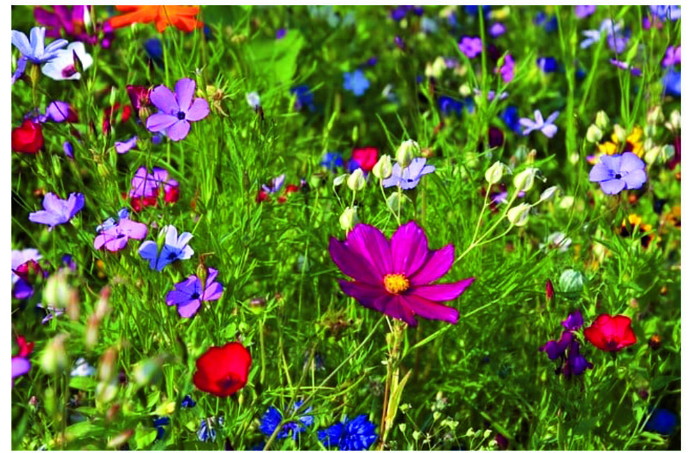 Flyer gratis bloemzadenproject 2026.jpg