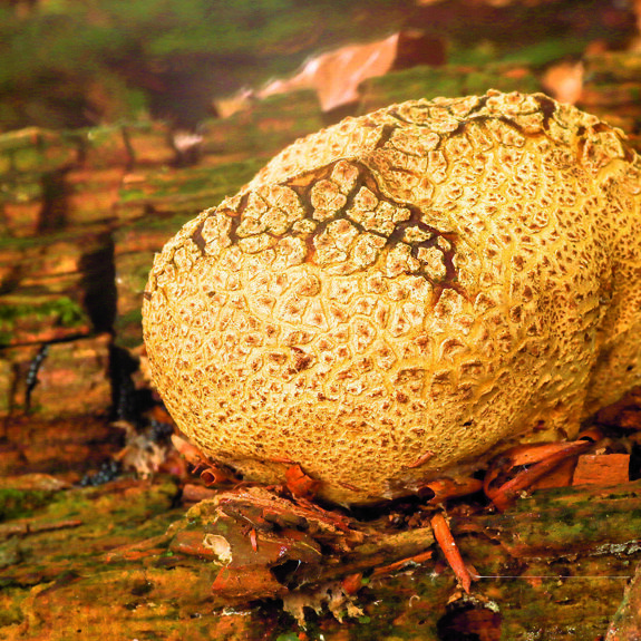 gele aardappelbovist.jpg