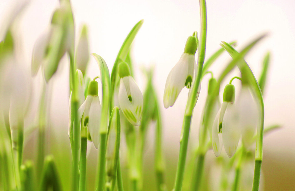 sneeuwklokjes (3).jpg