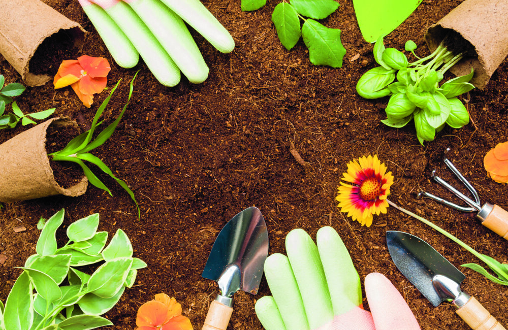 bloemetjes planten