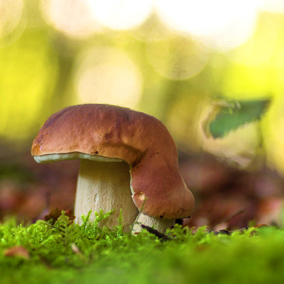 gewoon eekhoorntjesbrood.jpg