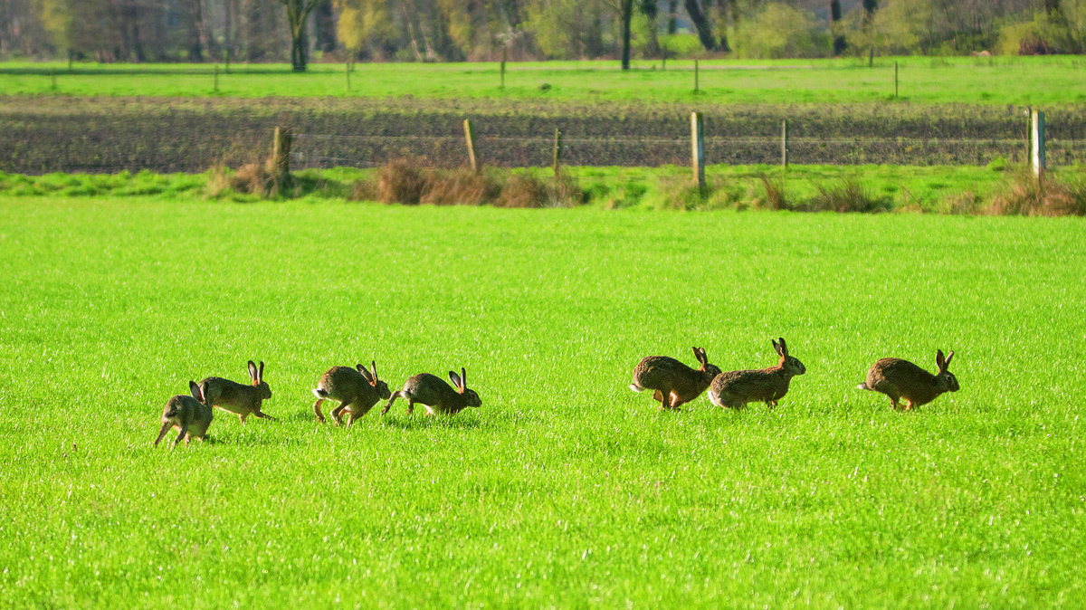 rammelende hazen (3).jpg