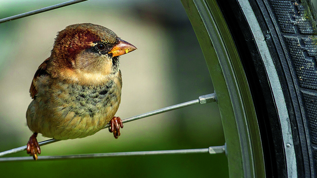 Huismus was jarenlang de onbetwiste koploper foto Wim Wijering.jpg