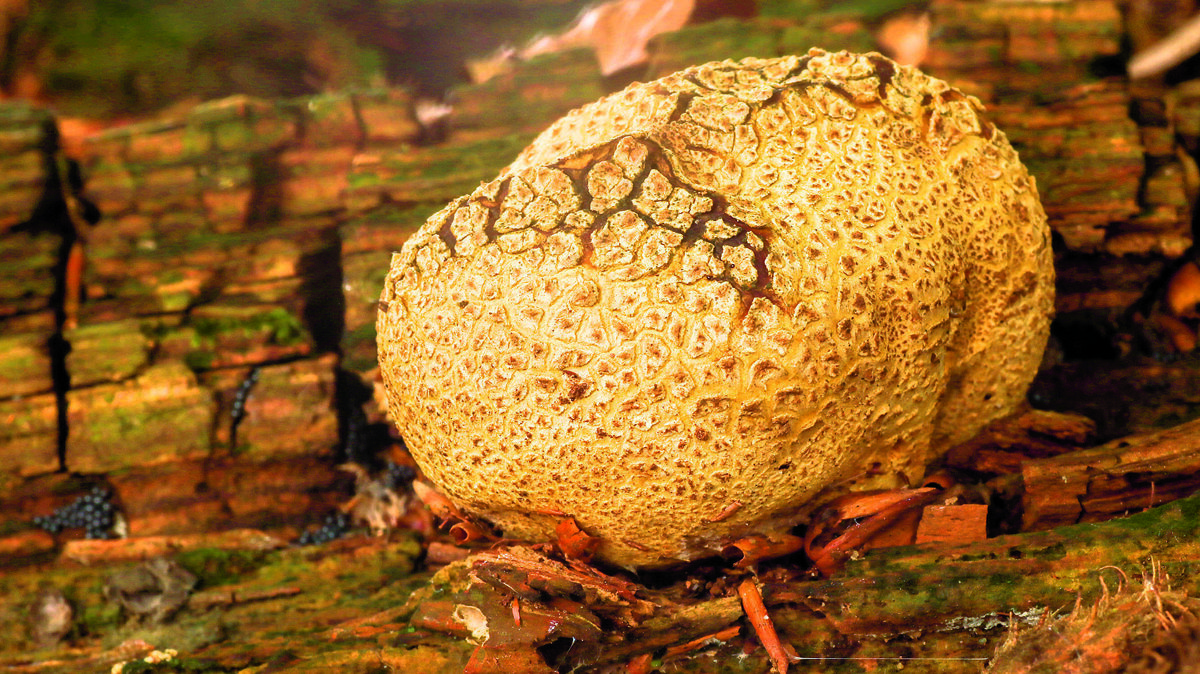 gele aardappelbovist.jpg