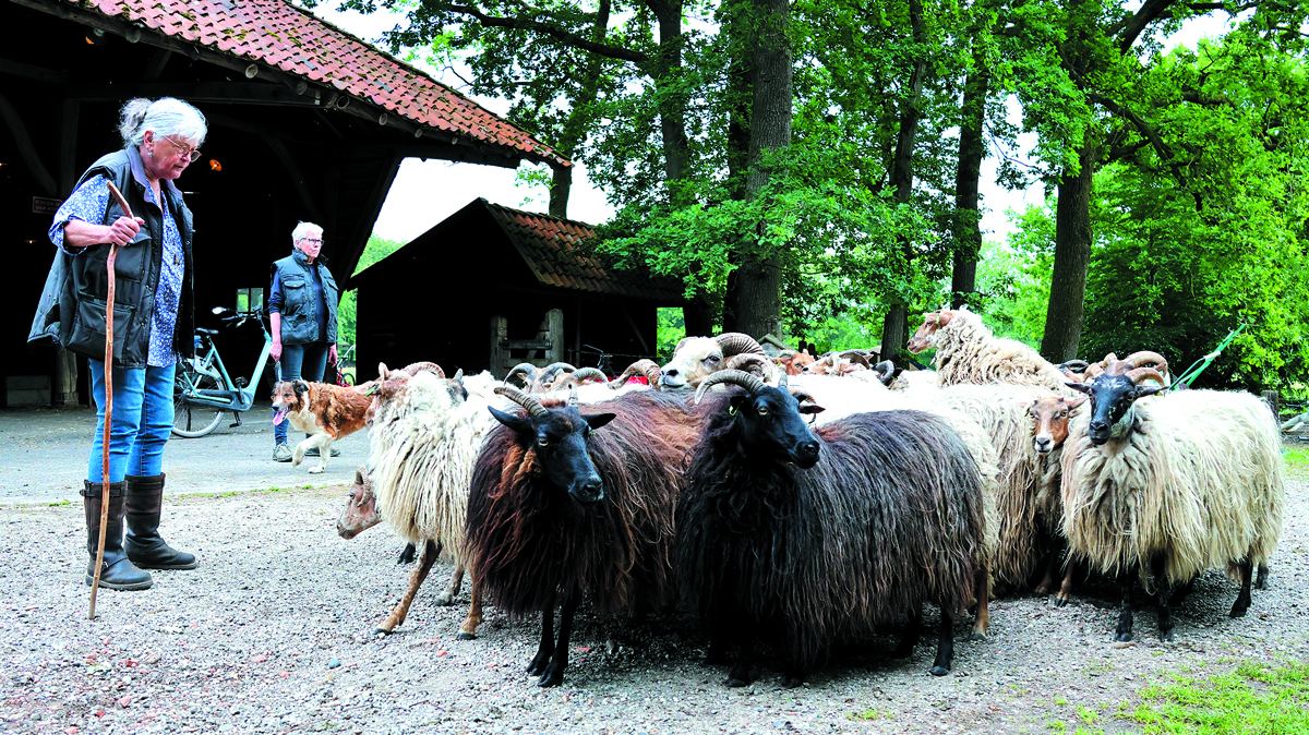 schaapscheren foto Clemens Brughuis  (3).JPG