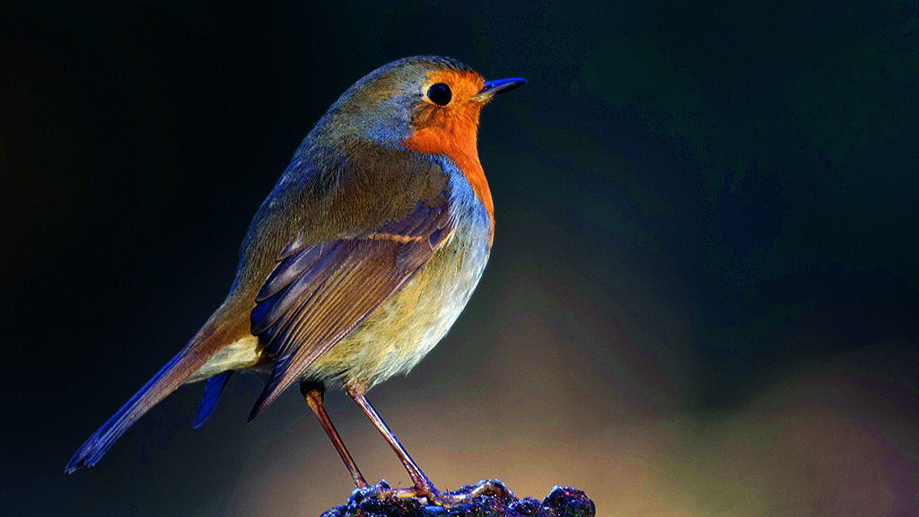 Roodborsten laten niet graag soortgenoten toe op hun voederplek foto Wim Wijering.jpg