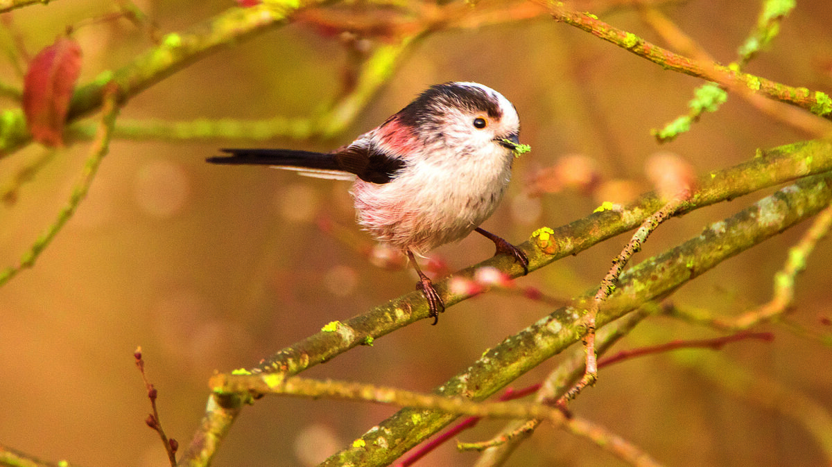 staartmees met nestmateriaal.jpg