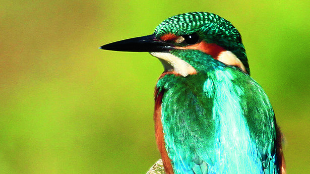 IJsvogel heeft het soms moeilijk in de winter  foto Wim Wijering.jpg